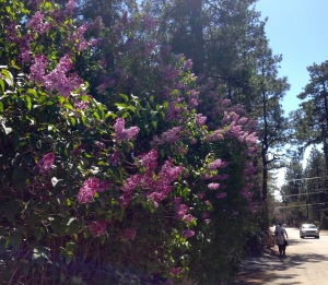 Lilac trees in spring are among the many fragrances of Idyllwild. Photo: Julie Pendray.