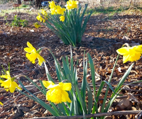 Daffodils Oak Glen